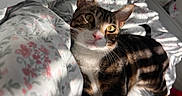 Loki is registered to the contest to win money with this photo: cat, tabby, bed, blanket, sunlight, shadow, indoor, pet, feline, yellow_eyes, relaxing, comfort, fur, whiskers, closeup, domestic_animal, cute, resting, cozy, curious