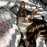 cat, tabby, bed, blanket, sunlight, shadow, indoor, pet, feline, yellow_eyes, relaxing, comfort, fur, whiskers, closeup, domestic_animal, cute, resting, cozy, curious