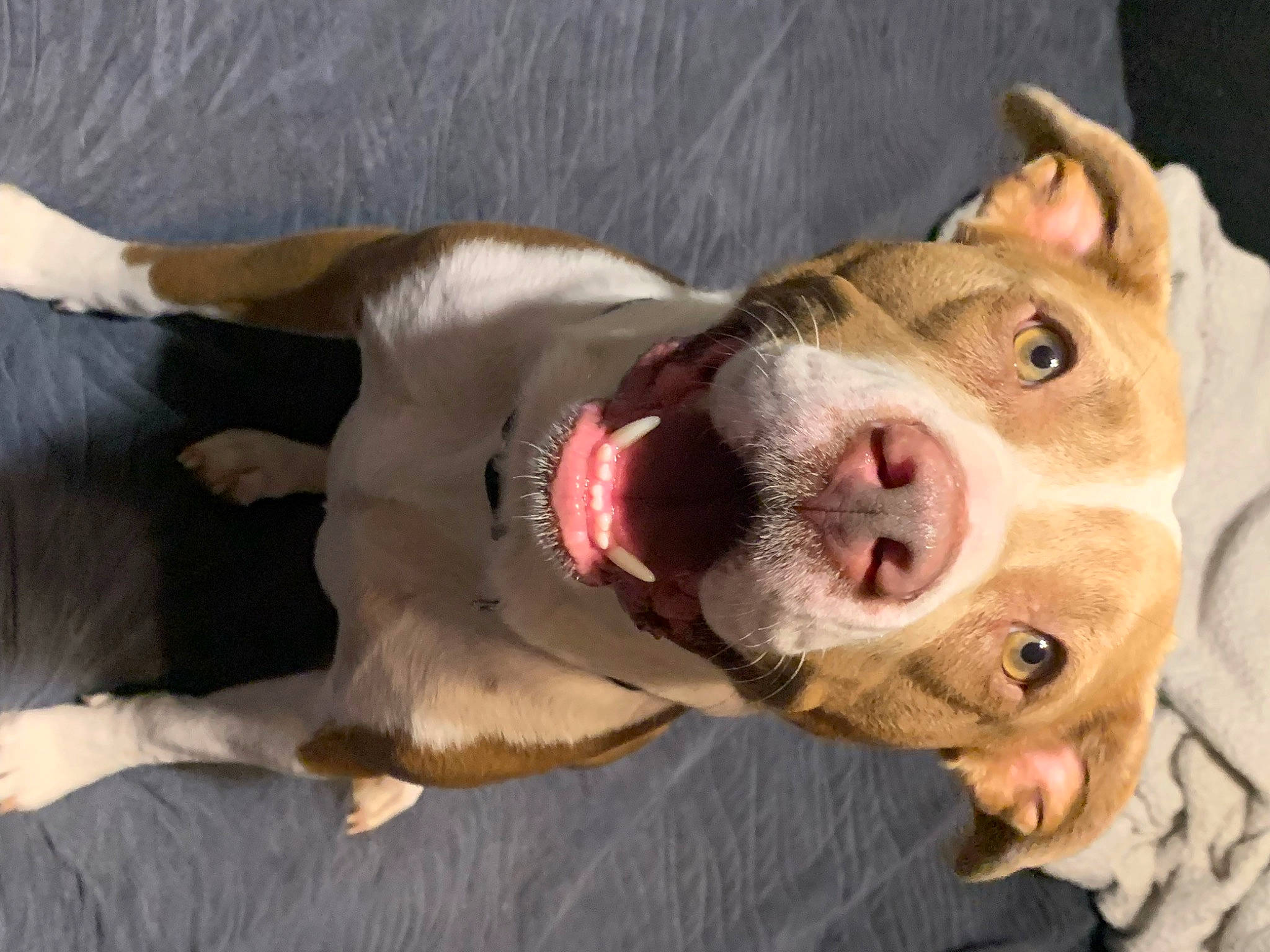 Bean is registered to the contest to win money with this photo: canidae, carnivore, collar, companion_dog, dog, dog_breed, dog_collar, ear, fawn, fur, guard_dog, leash, liver, snout, sporting_group, vertebrate, whiskers, working_animal, wrinkle, yawn