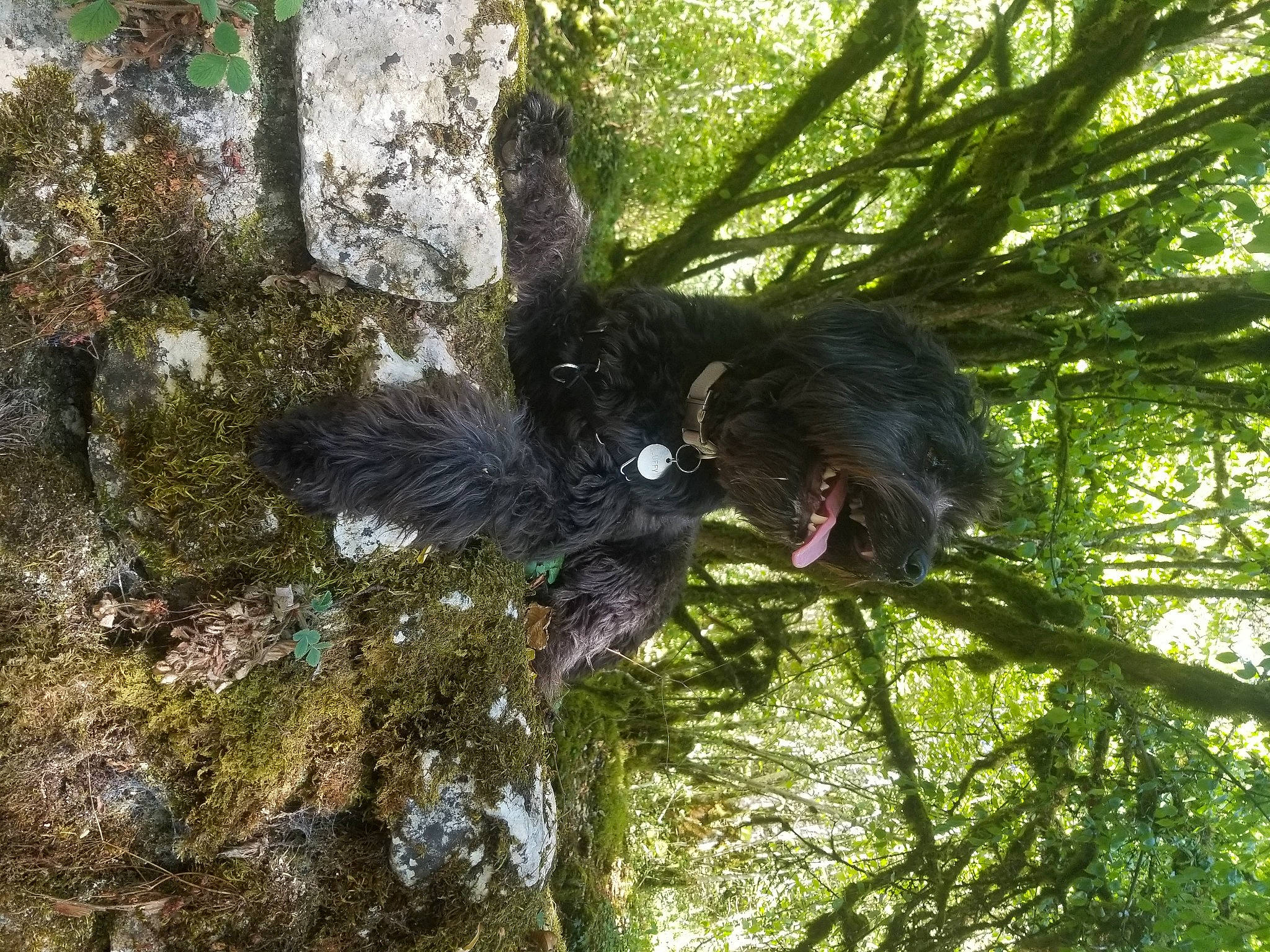 Luffy participe au concours pour gagner de l'argent avec cette photo : forest, plant, rainforest, tree, wildlife