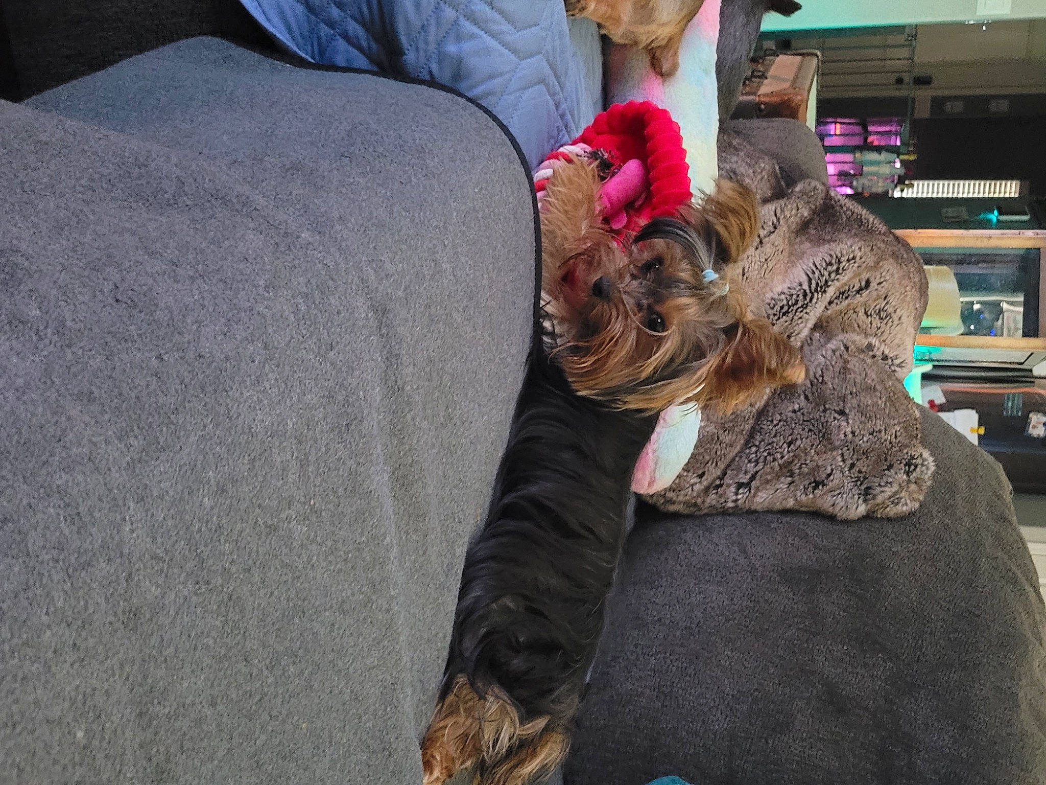 Peanut is registered to the contest to win money with this photo: child, comfort, companion_dog, eyewear, fun, fur, fur_clothing, hair_coloring, hat, hoodie, interaction, jacket, pedestrian, sitting, sporting_group, street, stuffed_toy, teddy_bear, toy, tree