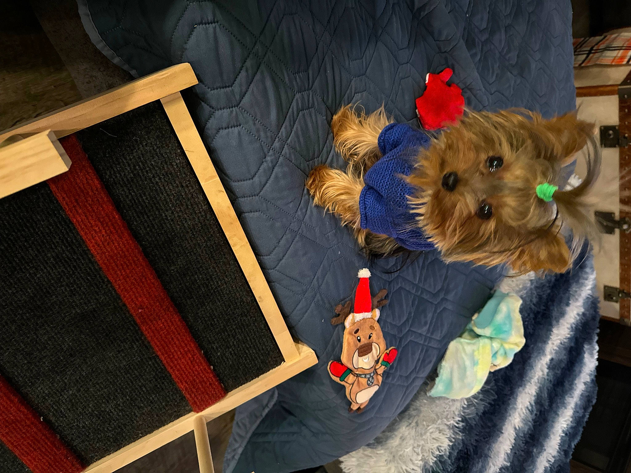 Peanut joined the competition — help win amazing prizes! canidae, carnivore, companion_dog, dog, dog_breed, dog_clothes, dog_supply, fawn, flooring, fur, hardwood, pattern, small_terrier, sporting_group, stuffed_toy, terrier, toy, toy_dog, wood, wood_stain