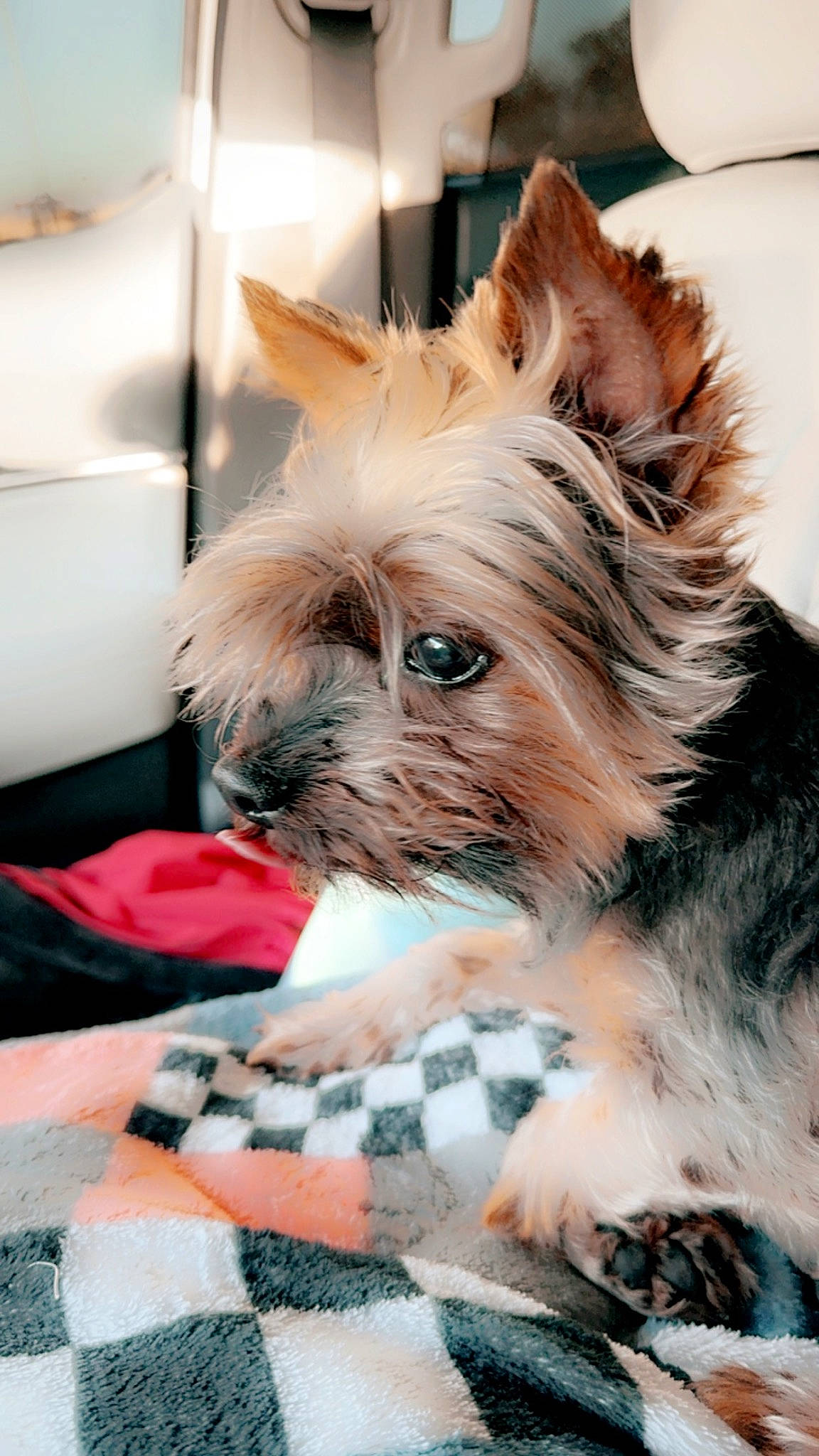 Alvin is registered to the contest to win money with this photo: canidae, carnivore, comfort, companion_dog, dog, dog_breed, dog_supply, ear, fawn, fur, liver, small_terrier, snout, sporting_group, terrestrial_animal, toy_dog, whiskers, working_animal, yorkipoo, yorkshire_terrier