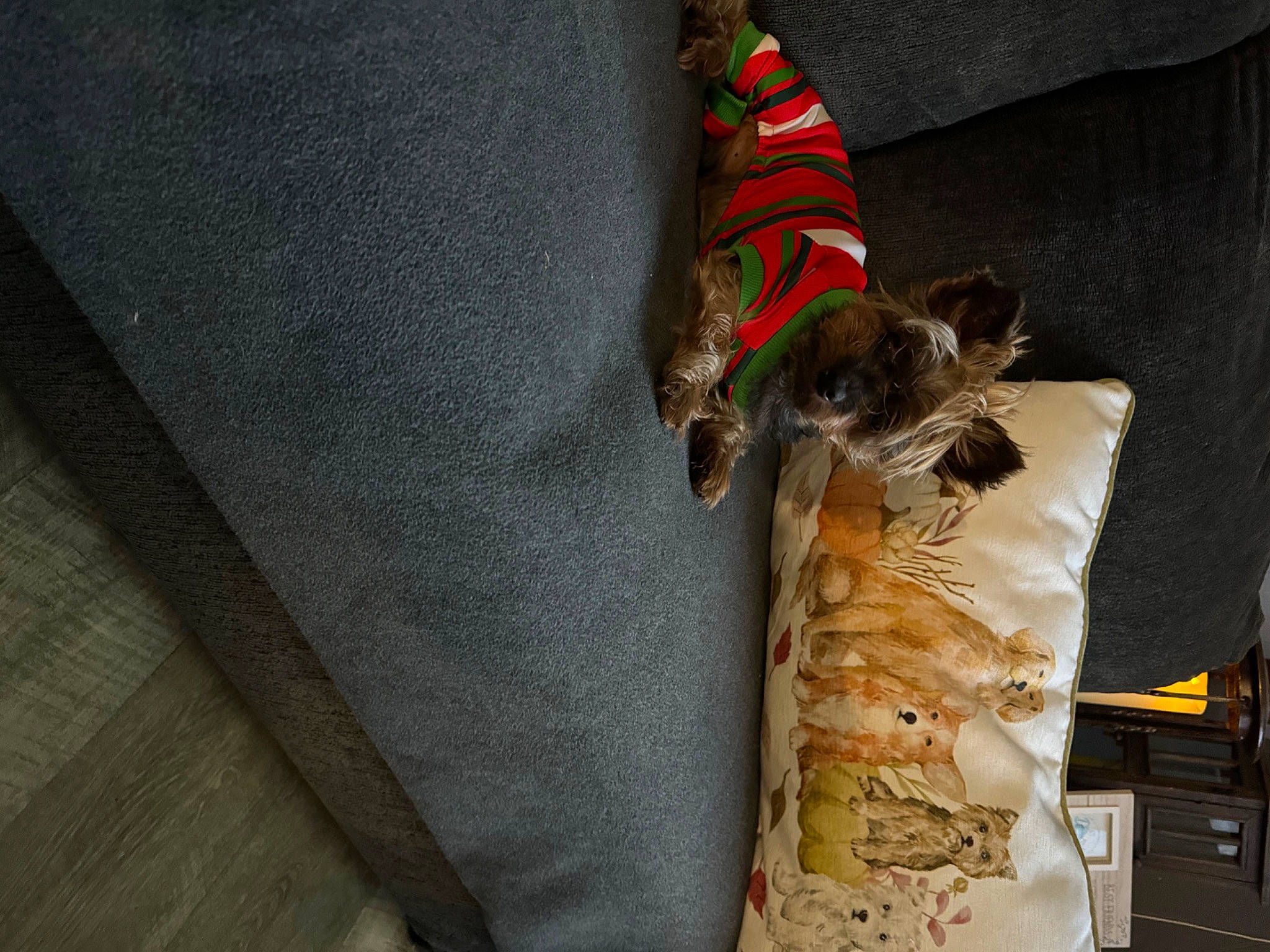 Alvin joined the competition — help win amazing prizes! canidae, carnivore, companion_dog, dog, dog_breed, dog_supply, fawn, felidae, fur, linens, pattern, pet_supply, small_to_medium_sized_cats, sporting_group, tail, toy_dog, whiskers, wood