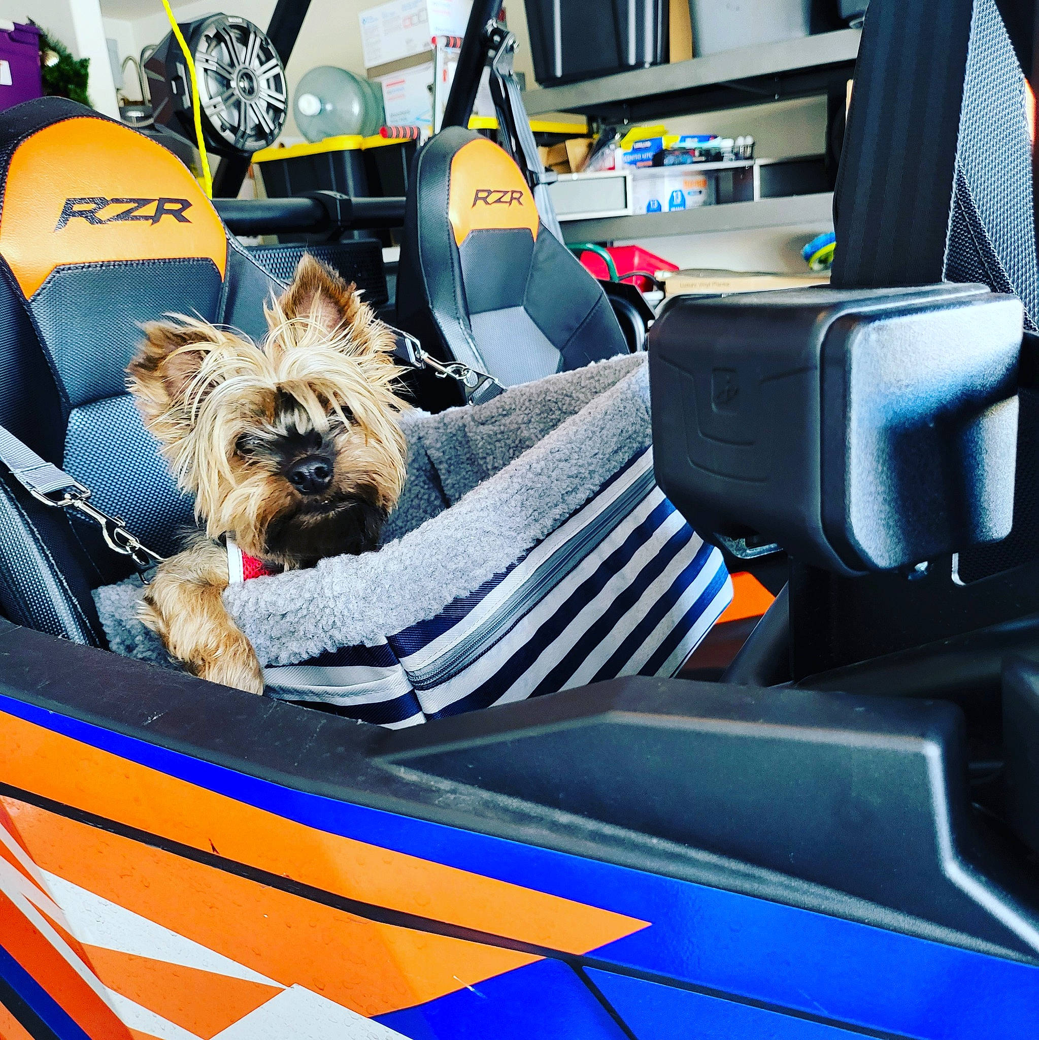 Alvin joined the competition — help win amazing prizes! auto_part, automotive_design, automotive_exterior, automotive_tire, boat, car, car_seat_cover, carnivore, companion_dog, dog, dog_breed, family_car, hood, motor_vehicle, personal_luxury_car, steering_wheel, vehicle, vehicle_door, windscreen_wiper, windshield