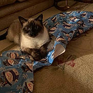 Jalen is registered to the contest to win money with this photo: cat, siamese_cat, pet, animal, indoor, living_room, couch, carpet, blanket, blue_blanket, festive, snowman_pattern, seated, staring, dark_face, blue_eyes, cream_fur, brown_markings, cozy, portrait