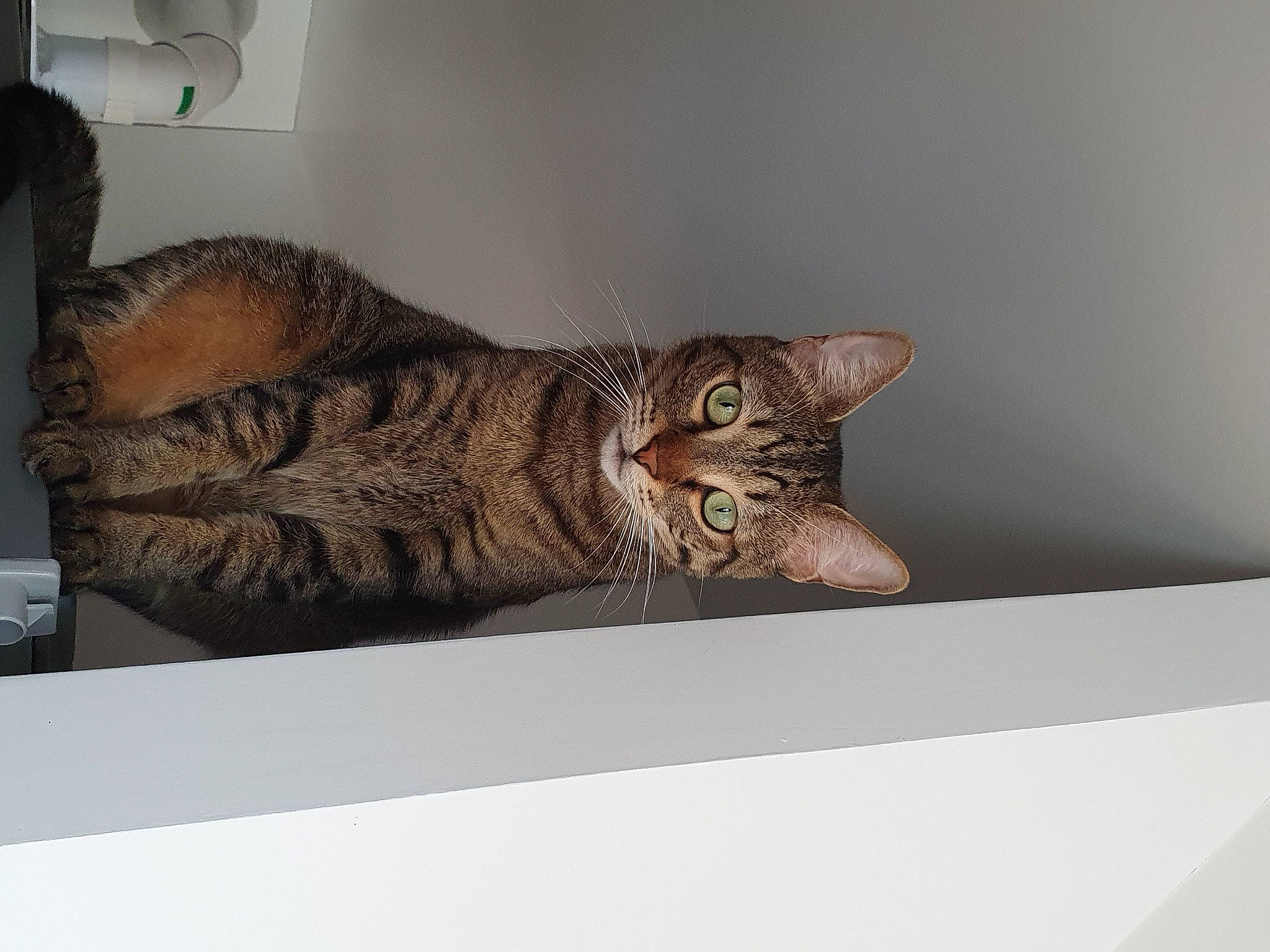 Oscar a rejoint le concours — aidez-le/la à gagner de superbes lots ! carnivore, cat, domestic_short_haired_cat, felidae, fur, grey, small_to_medium_sized_cats, tabby_cat, tail, vertebrate, whiskers