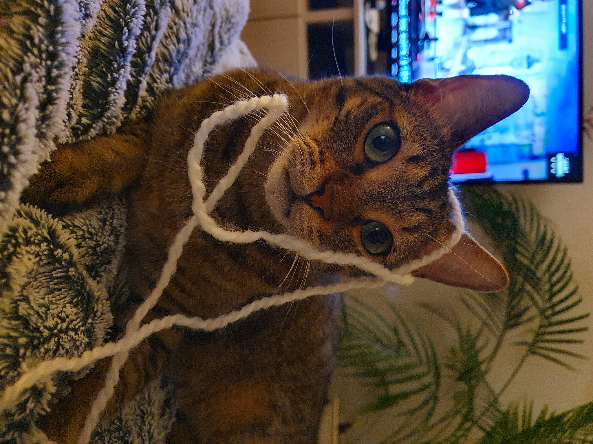 Oscar a rejoint le concours — aidez-le/la à gagner de superbes lots ! carnivore, cat, display_device, domestic_short_haired_cat, felidae, flat_panel_display, fur, iris, knitting, led_backlit_lcd_display, natural_material, organism, picture_frame, small_to_medium_sized_cats, snout, tabby_cat, terrestrial_animal, vertebrate, whiskers, woolen