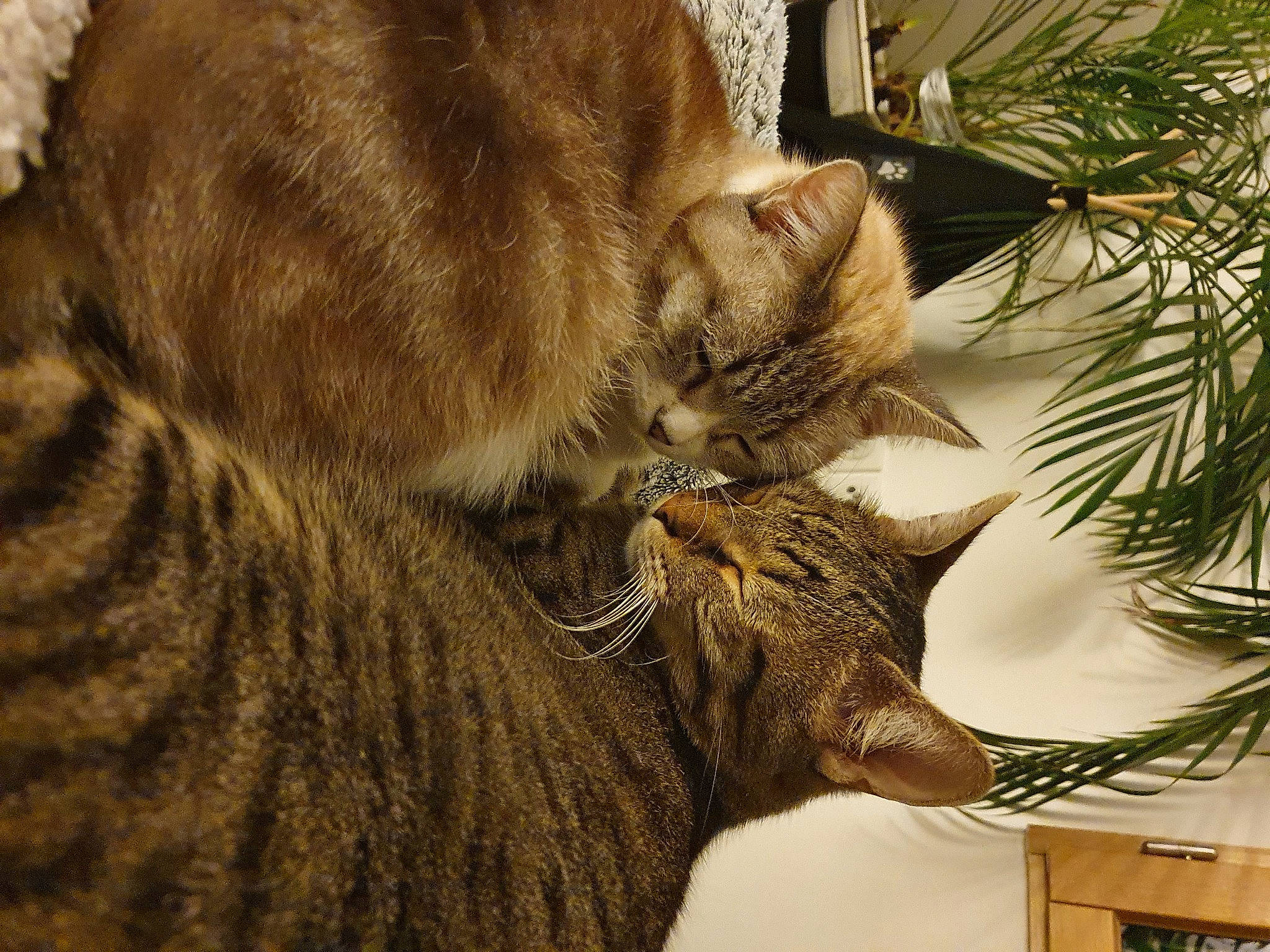 Oscar participe au concours pour gagner de l'argent avec cette photo : carnivore, cat, conifer, domestic_short_haired_cat, fawn, felidae, fur, organism, pine, pine_family, small_to_medium_sized_cats, snout, tabby_cat, tail, terrestrial_animal, vertebrate, whiskers