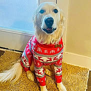 Louie joined the competition — help win amazing prizes! dog, golden_retriever, pet, sweater, holiday, christmas, red, white, reindeer_pattern, indoor, rug, door, floor, fur, canine, cute, festive, portrait, sitting, animal