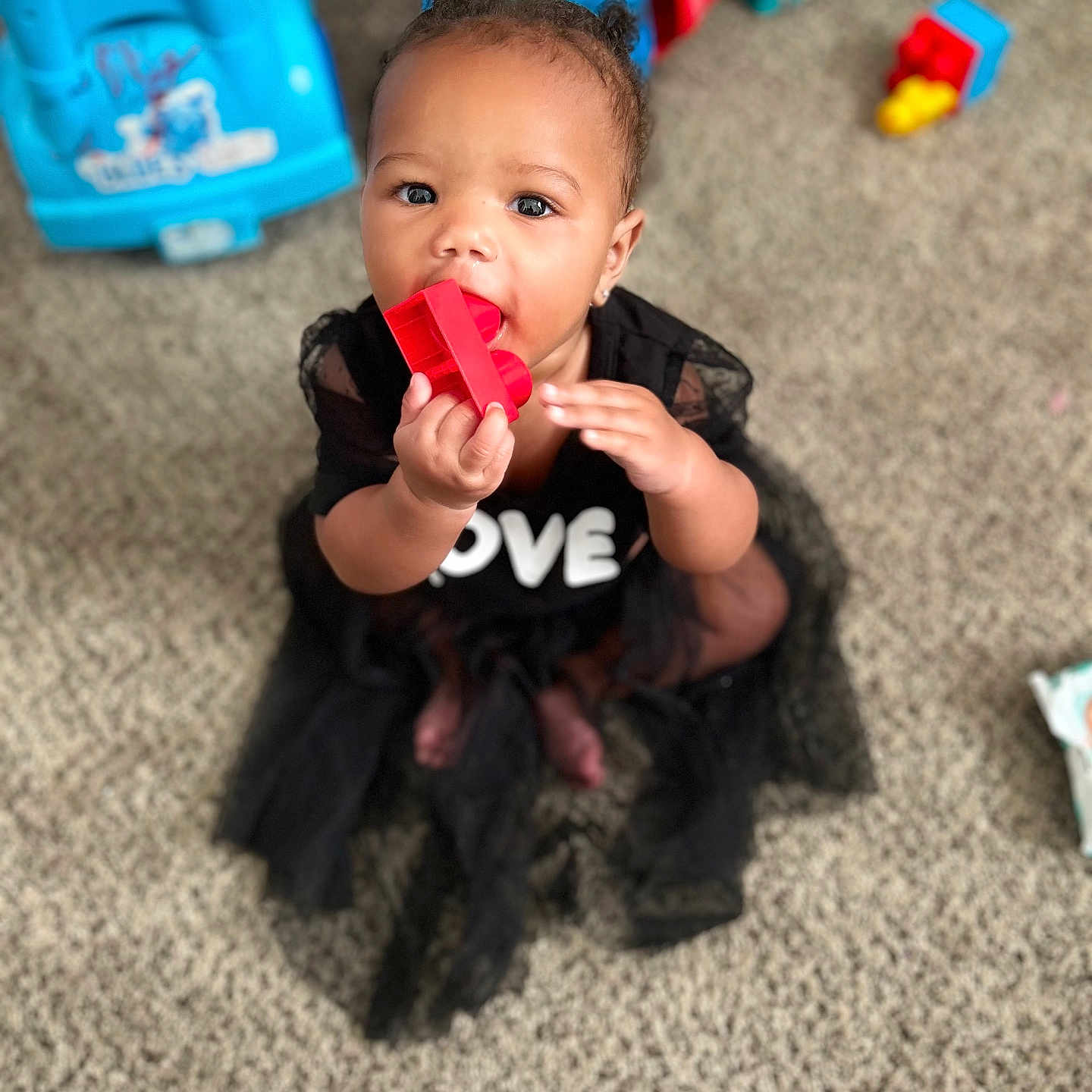 Jania
