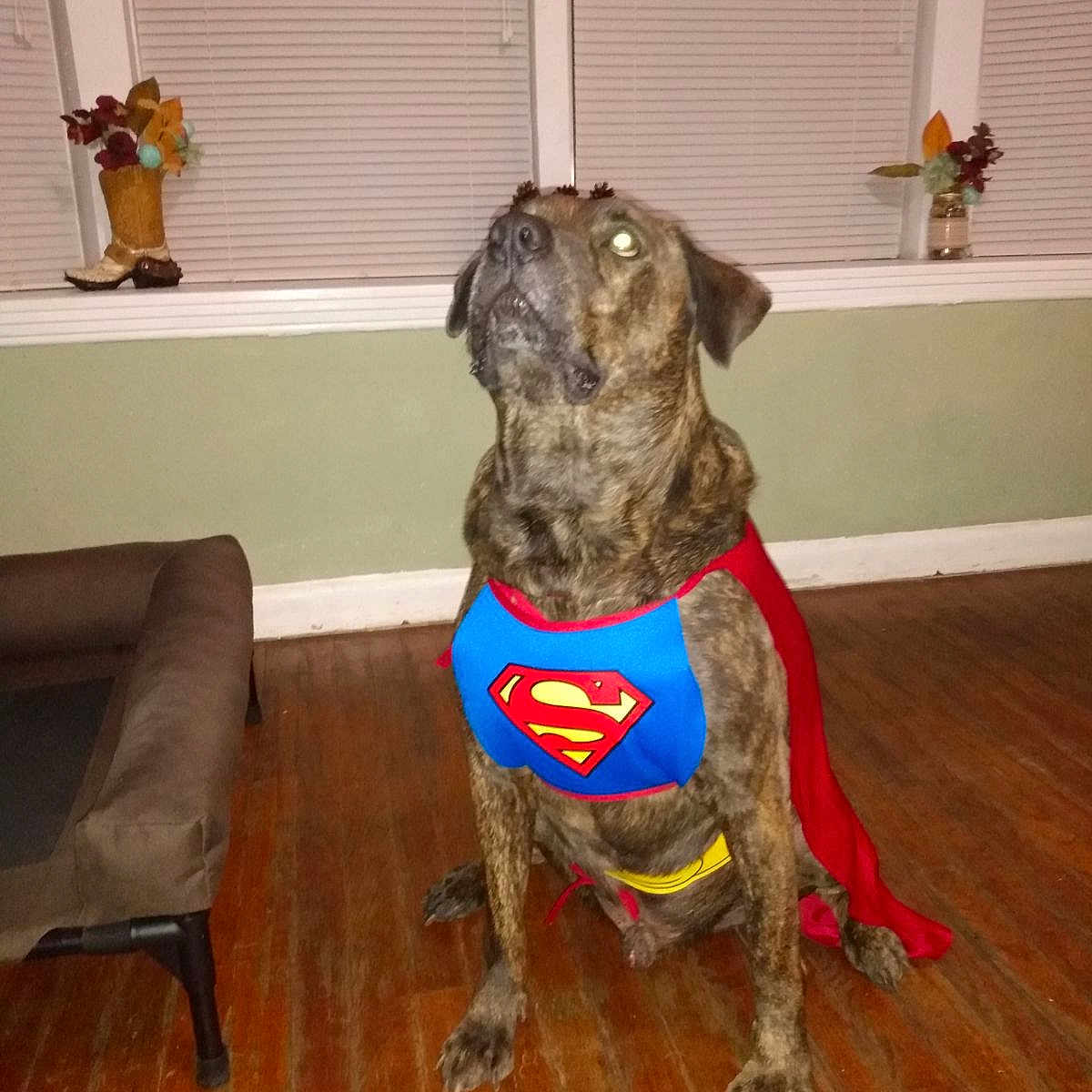 Chance is registered to the contest to win money with this photo: animal, architecture, building, canine, clothing, costume, couch, dog, furniture, hardwood, homedecor, indoors, interiordesign, livingroom, person, pet, plant, pottedplant, room, wood