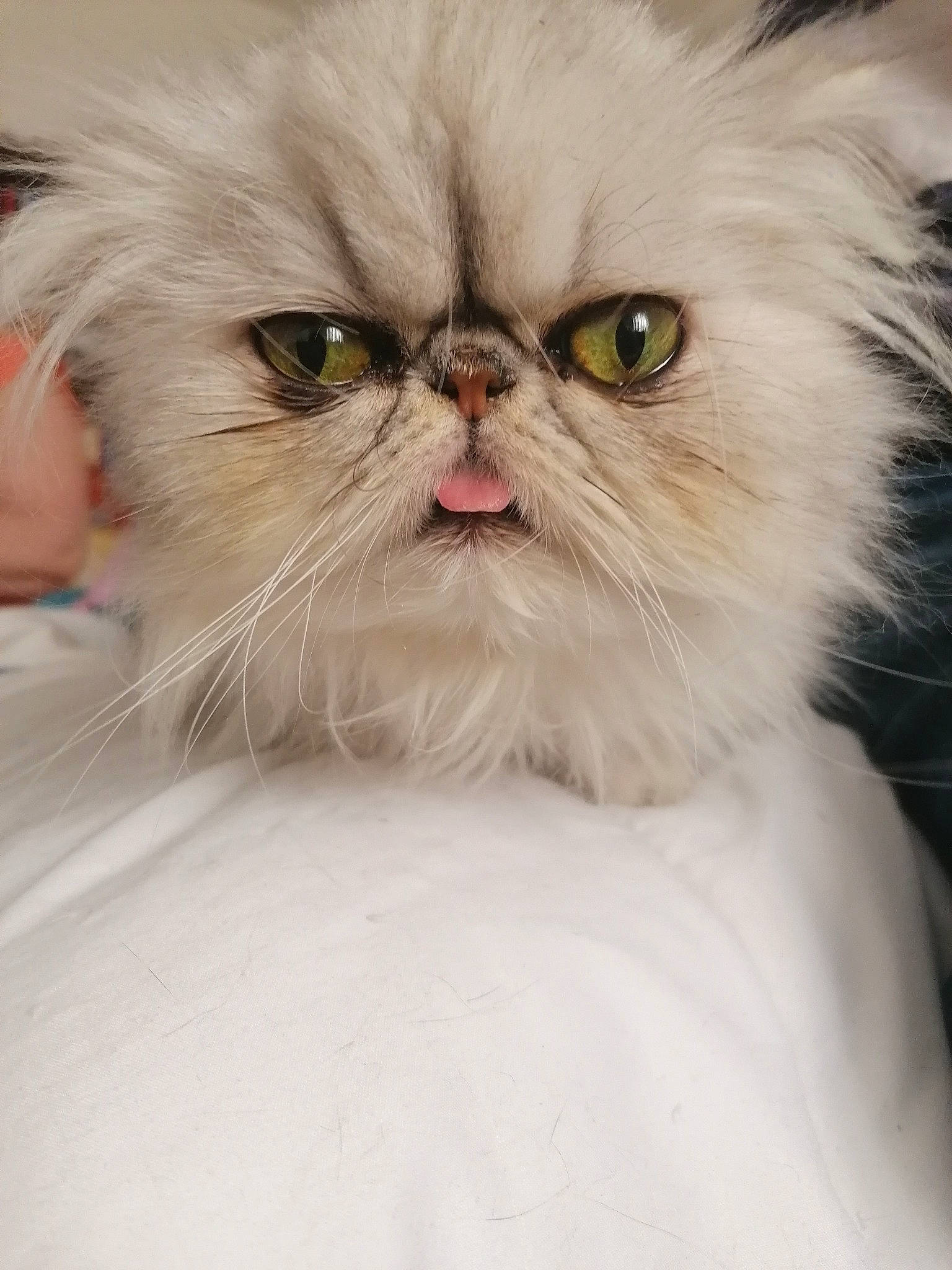 Ondine a rejoint le concours — aidez-le/la à gagner de superbes lots ! carnivore, cat, close_up, fawn, felidae, fur, iris, persian, plant, small_to_medium_sized_cats, snout, terrestrial_animal, whiskers