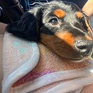 Winston is registered to the contest to win money with this photo: puppy, dog, close_up, towel, resting, sunlight, shadow, car_interior, seat, soft_texture, animal, cute, pet, young_dog, black_and_tan, fur, nose, face, comfort, relaxation