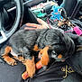 Winston joined the competition — help win amazing prizes! puppy, dog, pet, car_interior, lap, treat, black_fur, brown_fur, chewing, hand, clothing, gear_shift, keys, seat, cozy, small_dog, cute, animal, domestic_animal, indoor