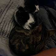 Miles is registered to the contest to win money with this photo: cat, tabby_cat, black_and_white_cat, pets, sleeping, blanket, texture, cozy, indoor, resting, animal, fur, cute, companion, closeup, dark, relax, domestic, feline, human_arm