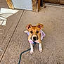 puppy, dog, pet, leash, pink_dress, porch, concrete, wooden_door, sunlight, shadow, outdoor, animal, cute, attentive, sitting, brown_and_white, ears, nose, floor, collar