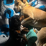 Millie is registered to the contest to win money with this photo: dog, sleeping, blanket, snuggling, cozy, paw, fur, pet, indoor, resting, companion, light, shadow, brown_dog, black_dog, cuddle, relaxation, animal, cute, warm