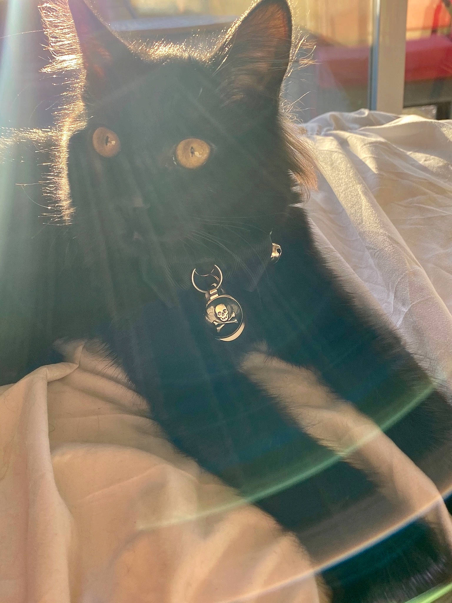 Master is registered to the contest to win money with this photo: black_cat, bombay, carnivore, cat, domestic_short_haired_cat, electric_blue, felidae, fur, grey, pattern, personal_protective_equipment, sleeve, small_to_medium_sized_cats, snout, tail, textile, tints_and_shades, tree, whiskers, window