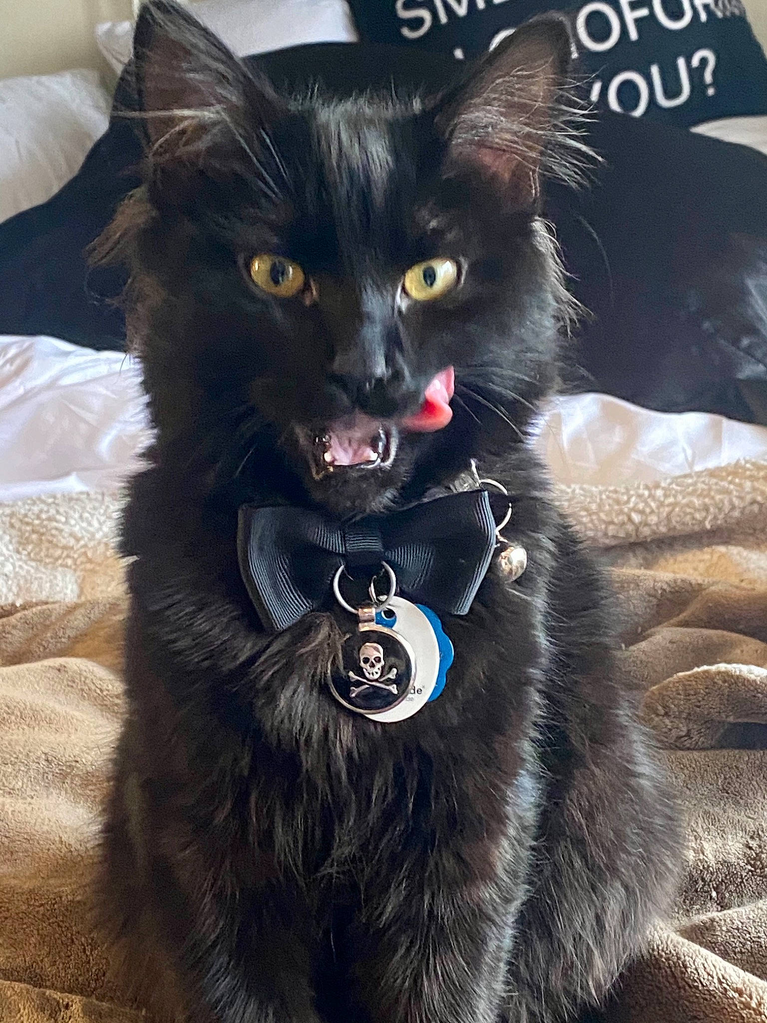 Master is registered to the contest to win money with this photo: black_cat, bombay, canidae, carnivore, cat, claw, collar, companion_dog, dog_breed, dog_collar, domestic_short_haired_cat, electric_blue, felidae, fur, mammal, paw, small_to_medium_sized_cats, snout, tail, whiskers