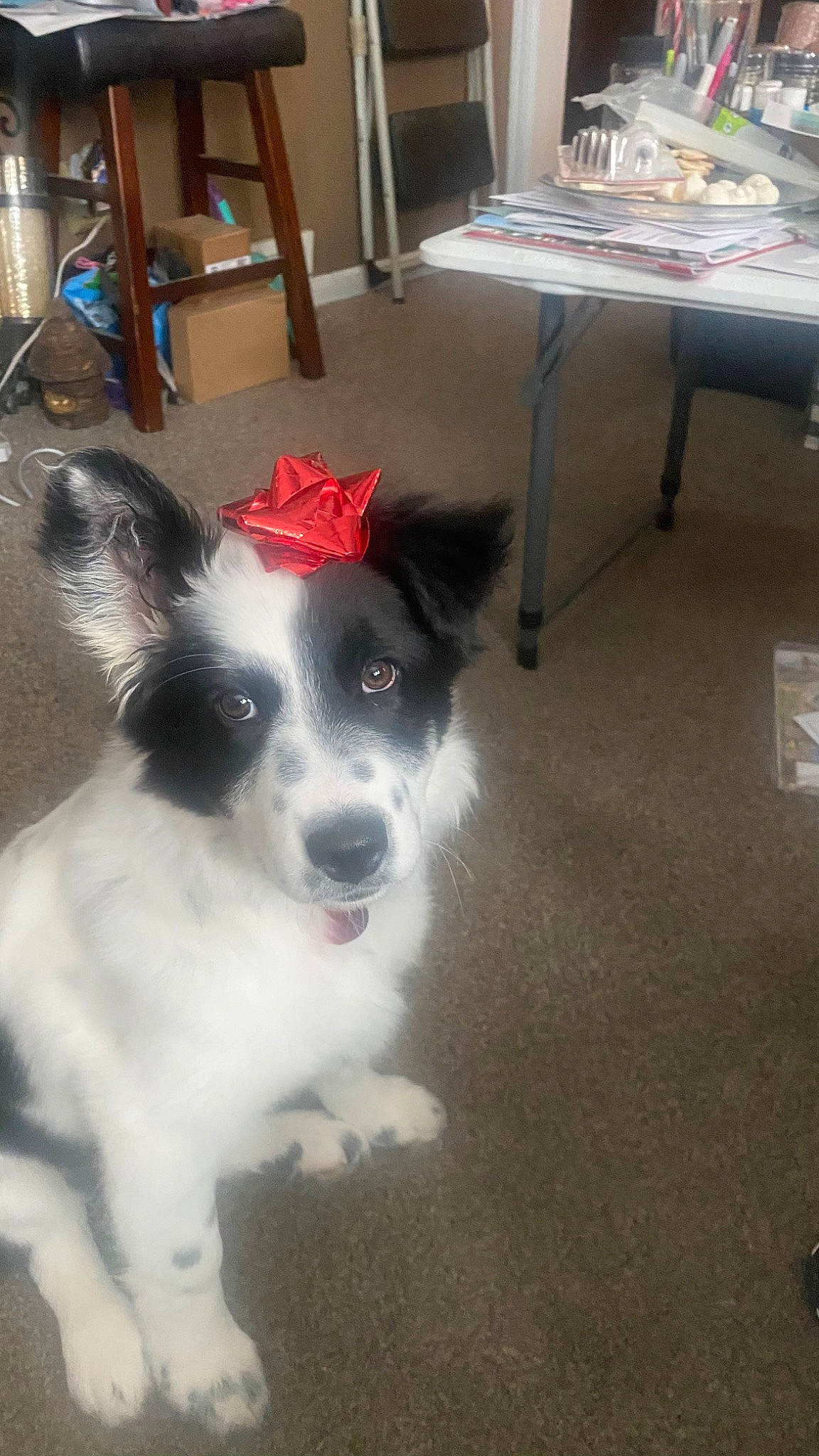 Luna is registered to the contest to win money with this photo: balance, canidae, carnivore, chair, collar, companion_dog, dog, dog_breed, dog_supply, door, flooring, fur, hardwood, herding_dog, sporting_group, tail, toy_dog, whiskers, working_animal, working_dog