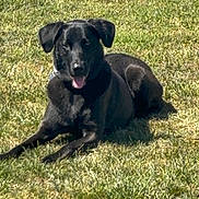 Ace Perez is registered to the contest to win money with this photo: animal, black_dog, canine, collar, daytime, dog, friendly, fur, grass, happy, lying_down, mammal, nature, outdoor, pet, playful, relaxed, summer, sunlight, tongue_out