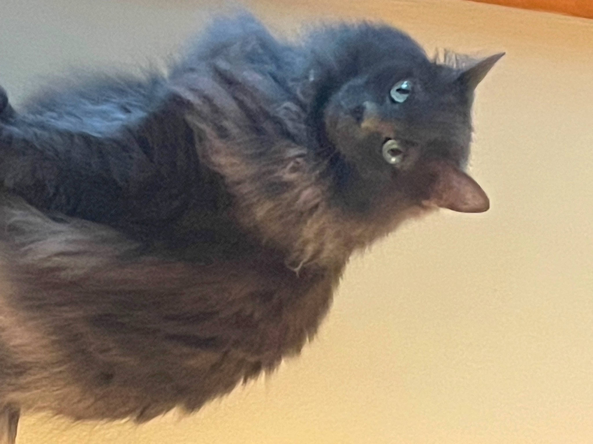 Kitcat