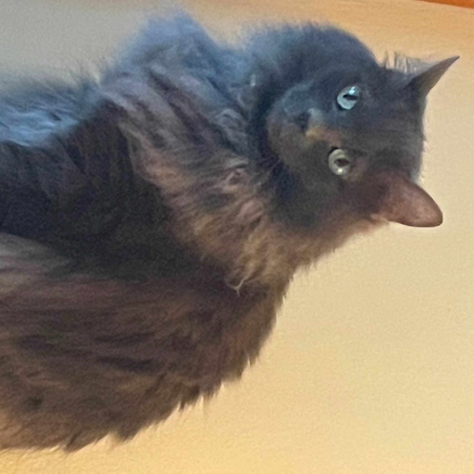 Kitcat