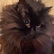Golda joined the competition — help win amazing prizes! cat, black_cat, fluffy, indoor, pet, animal, yellow_eyes, fur, portrait, domestic_cat, mammal, cute, face, whiskers, feline, closeup, looking, sitting, cozy, domestic_animal