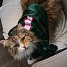 Ginger joined the competition — help win amazing prizes! cat, pet, fur, animal, indoor, clothing, jersey, blanket, chair, floor, whiskers, looking_up, curious, cozy, domestic, feline, soft, brown_fur, white_paws, person