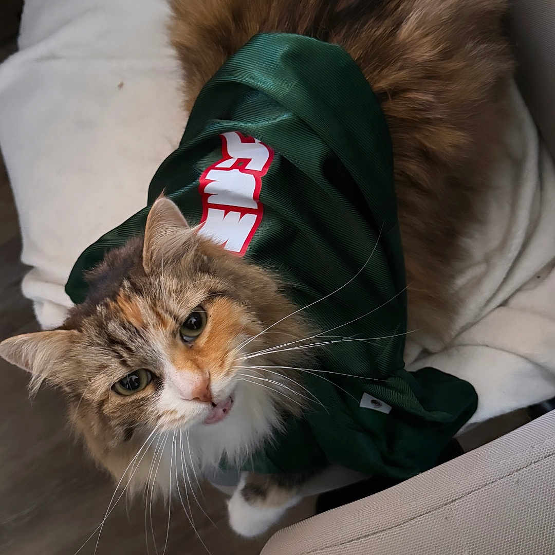 Ginger joined the competition — help win amazing prizes! cat, pet, fur, animal, indoor, clothing, jersey, blanket, chair, floor, whiskers, looking_up, curious, cozy, domestic, feline, soft, brown_fur, white_paws, person