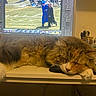 cat, sleeping, desk, computer, monitor, photo_editing_software, graduation, cap_and_gown, chair, people, outdoor_image, indoor, furniture, fur, relaxation, technology, workspace, cozy, animal, pet
