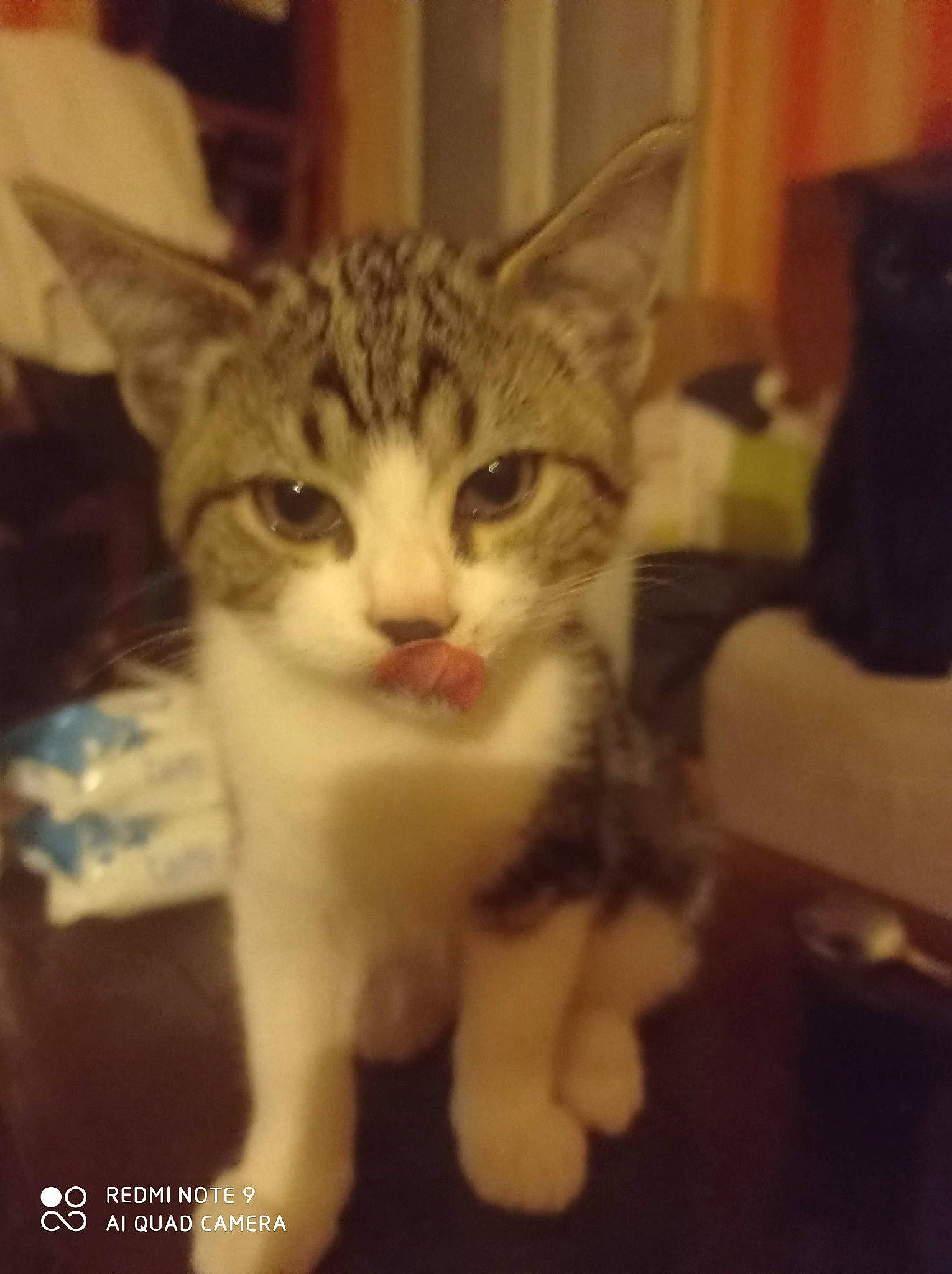 Spiky a rejoint le concours — aidez-le/la à gagner de superbes lots ! carnivore, cat, claw, curtain, domestic_short_haired_cat, felidae, foot, fur, paw, photo_caption, small_to_medium_sized_cats, snout, tail, terrestrial_animal, whiskers