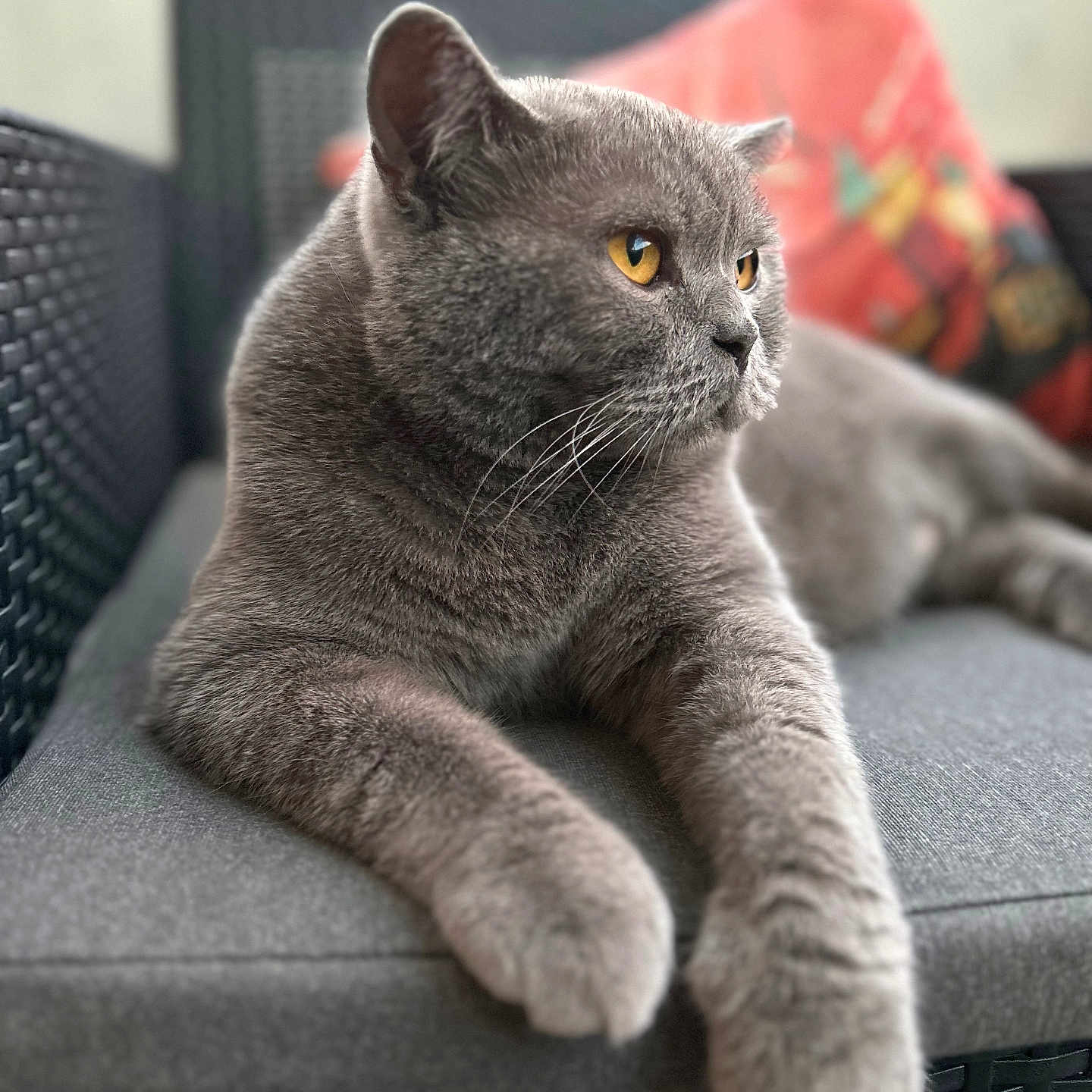 O Chamallow a rejoint le concours — aidez-le/la à gagner de superbes lots ! abyssinian, animal, armchair, cat, chair, couch, cushion, egyptiancat, furniture, homedecor, kitten, manx, pet