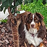 dog, tricolor, laying_down, tree, bark_mulch, greenery, outdoor, pet, fur, leafy_tree, nature, garden, canine, animal, brown, white, black, ears, eyes, collar