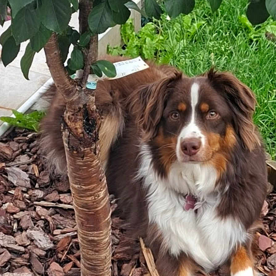 Vanille a rejoint le concours — aidez-le/la à gagner de superbes lots ! dog, tricolor, laying_down, tree, bark_mulch, greenery, outdoor, pet, fur, leafy_tree, nature, garden, canine, animal, brown, white, black, ears, eyes, collar