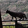 Princesse participe au concours pour gagner de l'argent avec cette photo : animal, balance, balcony, balustrade, cat, curiosity, feline, greenery, hills, landscape, nature, outdoor, pet, profile, railing, scenery, silhouette, trees, walking, window
