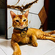 Ginger is registered to the contest to win money with this photo: animal, cat, close_up, collar, cute, domestic_cat, ears, feline, floor, indoor, looking_at_camera, marble_pattern, orange_tabby, paw, pet, relaxed, resting, tag, tile, whiskers