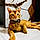 Ginger
