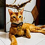 animal, cat, close_up, collar, cute, domestic_cat, ears, feline, floor, indoor, looking_at_camera, marble_pattern, orange_tabby, paw, pet, relaxed, resting, tag, tile, whiskers