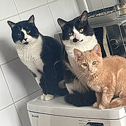 Simba participe au concours pour gagner de l'argent avec cette photo : cat, tuxedo_cat, ginger_cat, pets, animal, indoor, washing_machine, appliance, kitchen, tile_wall, fur, whiskers, ears, eyes, cute, domestic_animal, three_animals, curious, sitting, household