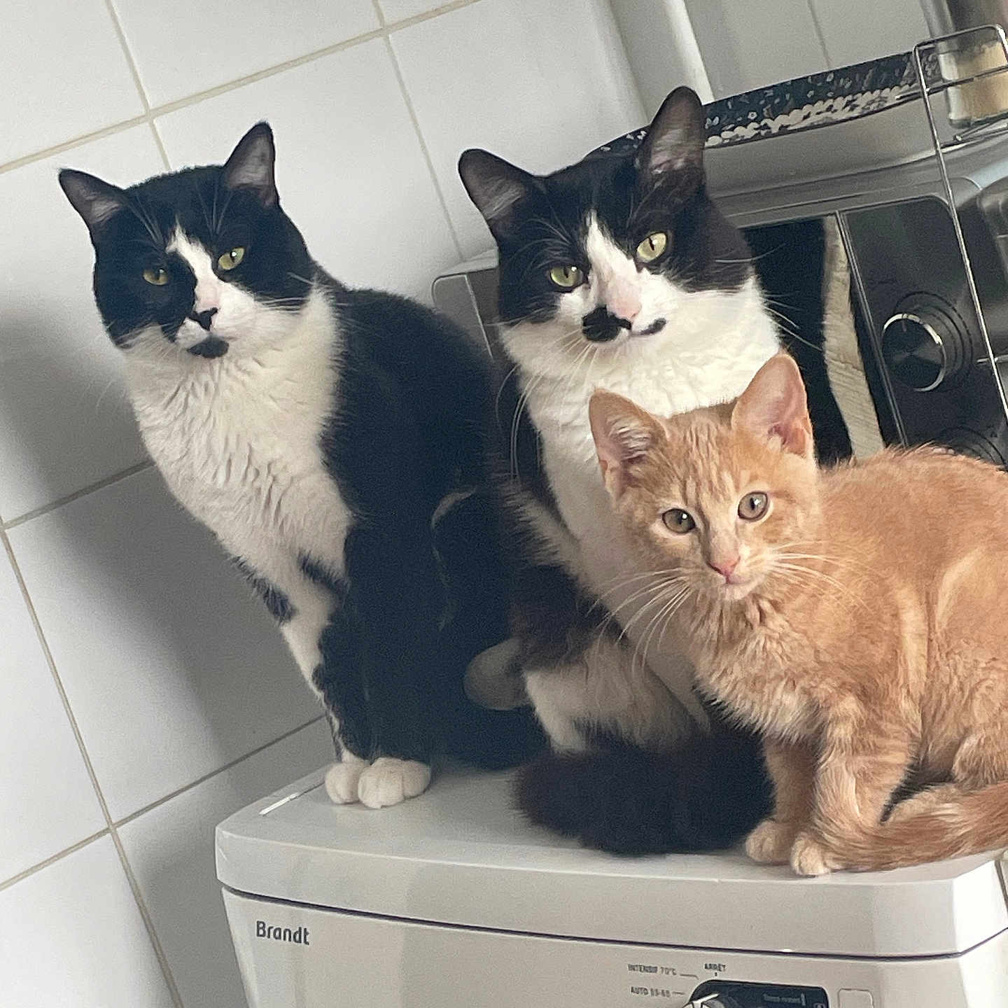 Simba participe au concours pour gagner de l'argent avec cette photo : animal, appliance, cat, curious, cute, domestic_animal, ears, eyes, fur, ginger_cat, household, indoor, kitchen, pets, sitting, three_animals, tile_wall, tuxedo_cat, washing_machine, whiskers