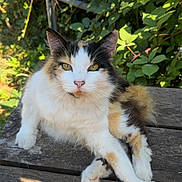 Veronica is registered to the contest to win money with this photo: cat, calico, fluffy, outdoor, bench, wood, greenery, leaves, berries, sunlight, animal, pet, fur, nature, closeup, relaxed, portrait, whiskers, eyes, daylight