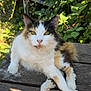 cat, calico, fluffy, outdoor, bench, wood, greenery, leaves, berries, sunlight, animal, pet, fur, nature, closeup, relaxed, portrait, whiskers, eyes, daylight