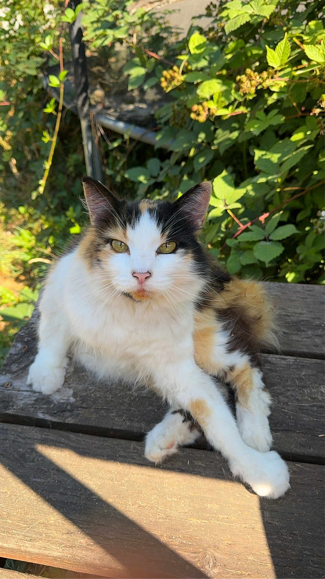 Veronica is registered to the contest to win money with this photo: cat, calico, fluffy, outdoor, bench, wood, greenery, leaves, berries, sunlight, animal, pet, fur, nature, closeup, relaxed, portrait, whiskers, eyes, daylight