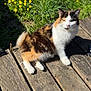 Veronica is registered to the contest to win money with this photo: cat, calico_cat, fluffy, wooden_deck, sunlight, outdoor, grass, yellow_flowers, nature, relaxed, pet, animal, feline, daylight, plants, summer, greenery, resting, sunny, closeup