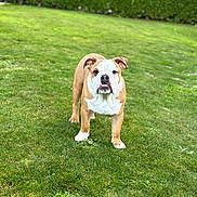 Ben participe au concours pour gagner de l'argent avec cette photo : bulldog, dog, pet, grass, lawn, outdoor, greenery, canine, animal, portrait, standing, nature, yard, cute, mammal, domestic_animal, fur, ears, face, white
