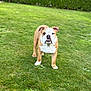bulldog, dog, pet, grass, lawn, outdoor, greenery, canine, animal, portrait, standing, nature, yard, cute, mammal, domestic_animal, fur, ears, face, white