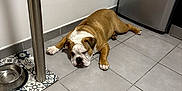 Ben participe au concours pour gagner de l'argent avec cette photo : bulldog, dog, pet, floor, tile, kitchen, refrigerator, water_bowl, brown, white, indoor, laying_down, lazy, animal, canine, domestic, resting, floor_tile, metal, appliance