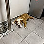 bulldog, dog, pet, floor, tile, kitchen, refrigerator, water_bowl, brown, white, indoor, laying_down, lazy, animal, canine, domestic, resting, floor_tile, metal, appliance